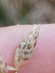 Schoenoplectus triqueter