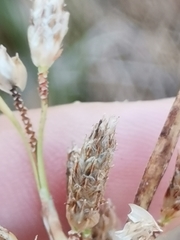 Schoenoplectus triqueter