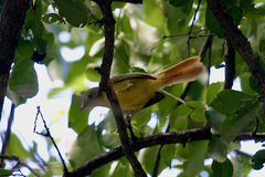 Erythrocercus livingstonei