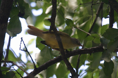 Erythrocercus livingstonei