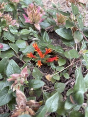 Monardella macrantha hallii