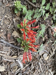 Monardella macrantha hallii