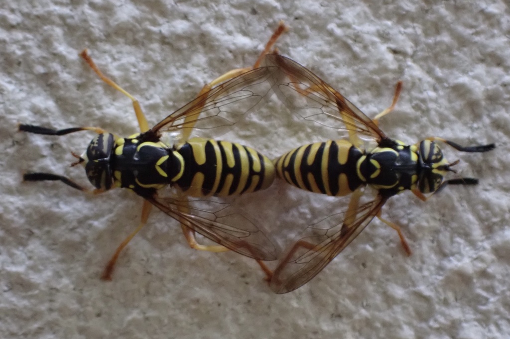 Spilomyia graciosa
