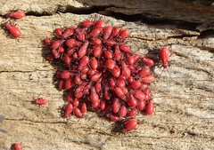 Leptocoris mitellatus