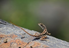 Sitana ponticeriana