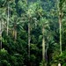 Mountain Nibong Palm - Photo (c) Ahmad Fuad Morad, some rights reserved (CC BY-NC-SA)