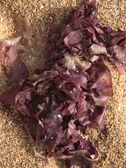 Chondrus