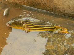 Tetraodon lineatus