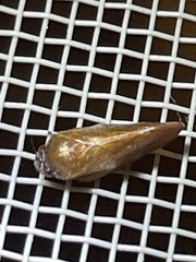 Eoscarta