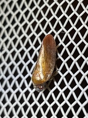 Eoscarta