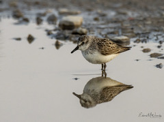 Calidris pusilla