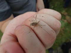 Odiellus troguloides