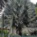 Blue Latan Palm - Photo (c) Mauricio Mercadante, some rights reserved (CC BY-NC-SA)