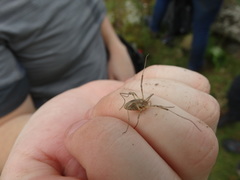 Odiellus troguloides