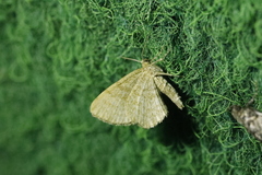 Euchoeca nebulata