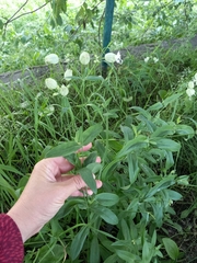 Silene vulgaris
