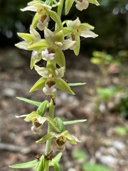 Epipactis