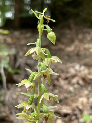 Epipactis