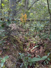 Platanthera × canbyi