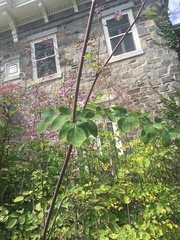 Thalictrum rochebruneanum