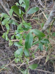 Melicope micrococca