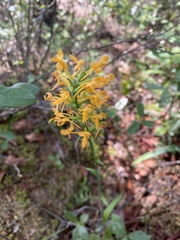 Platanthera × canbyi