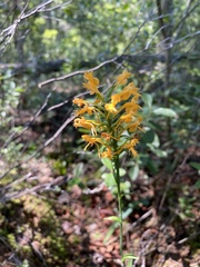 Platanthera × canbyi