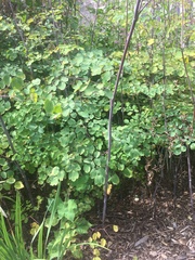 Thalictrum rochebruneanum