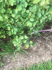 Thalictrum rochebruneanum