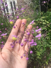 Thalictrum rochebruneanum