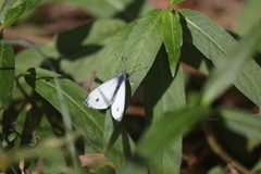 Pieris napi
