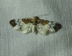 Eupithecia breviculata