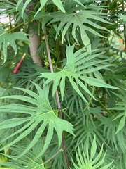 Ipomoea × multifida