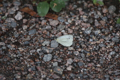 Pieris napi
