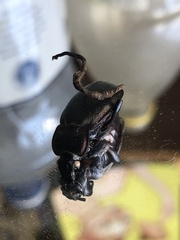 Ophiocordyceps entomorrhiza