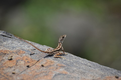 Sitana ponticeriana