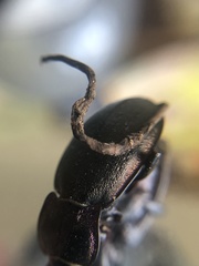 Ophiocordyceps entomorrhiza