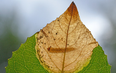 Heterarthrus microcephalus