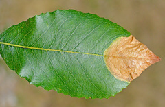 Heterarthrus microcephalus