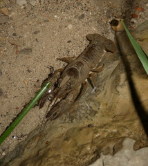 Austropotamobius pallipes