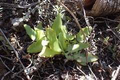 Ledebouria nitida