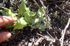 Ledebouria nitida