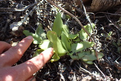 Ledebouria nitida