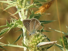 Polyommatus ripartii