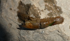 Austropotamobius pallipes