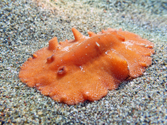 Platydoris argo