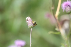 Vespula germanica