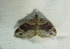 Xanthorhoe spadicearia