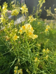 Linaria vulgaris