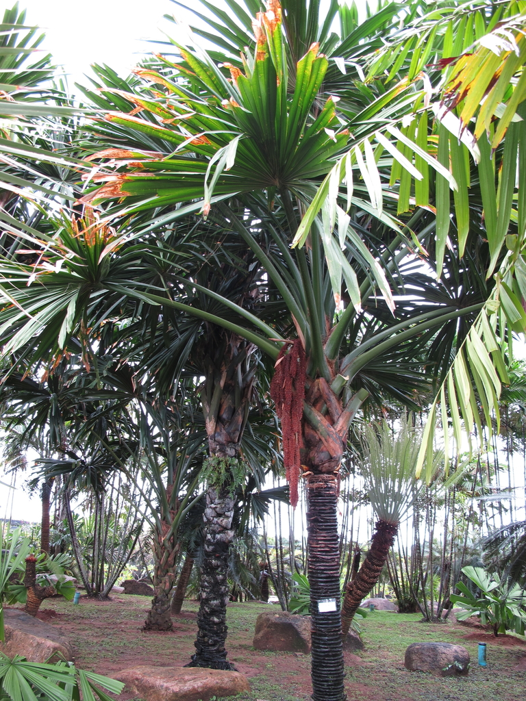 Borassodendron